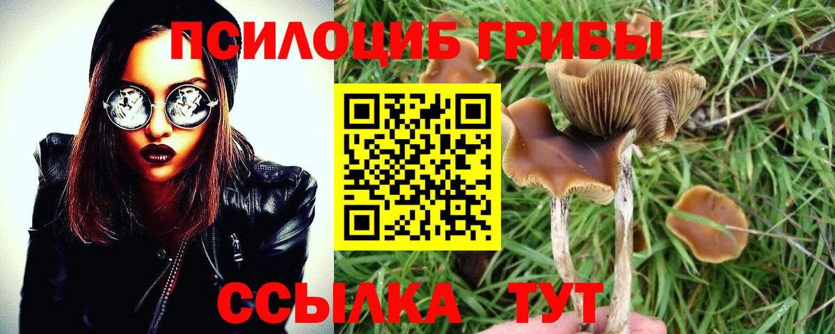Галлюциногенные грибы Psilocybine cubensis  Вход с VPN  Воткинск 
